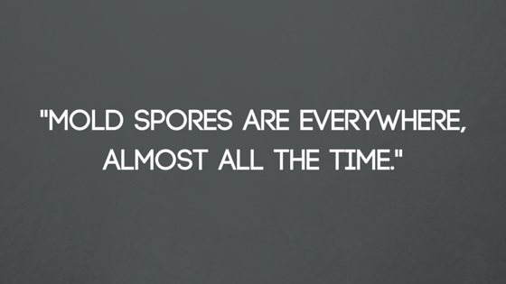 Mold spores are everywhere