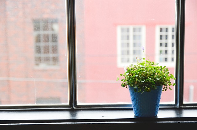 house plant
