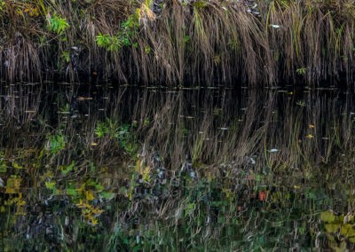 River Recovery Project