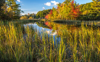 Bogged Down: What Wetlands Are, and Why They Matter
