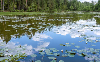 Know Your Boundaries: Steps to Effective Wetland Delineation