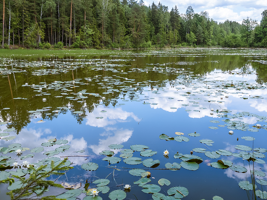 wetlands